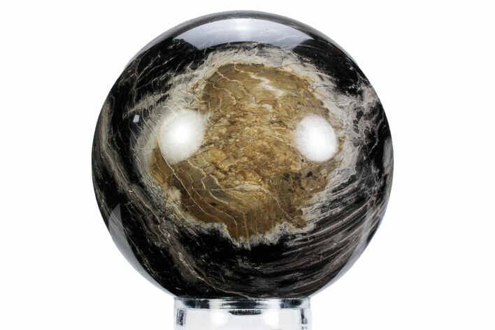 Polished Petrified Wood Sphere - Oregon #360348